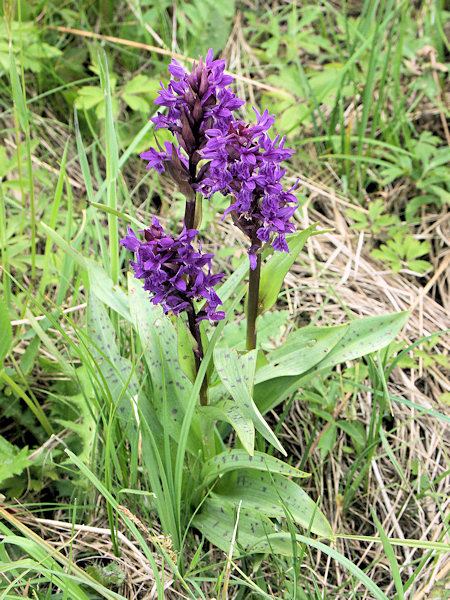 Les plantes orchidées se présentent sur quelques prairies humides. Dactylorhiza majalis sur la prairie pres de Chřibská.