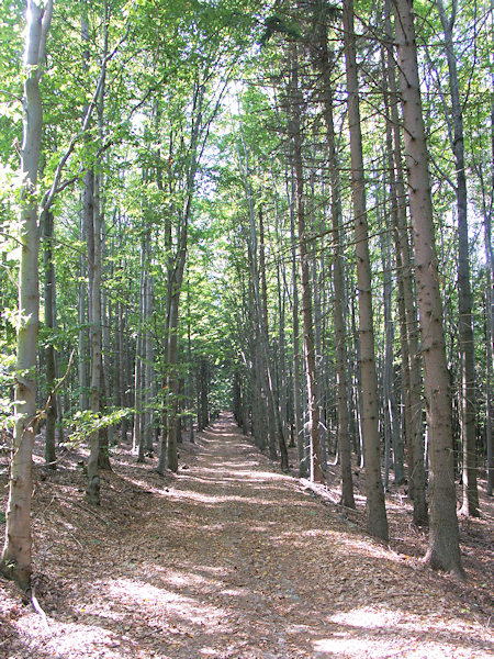 Vycházková lesní cesta, upravená v roce 1912.