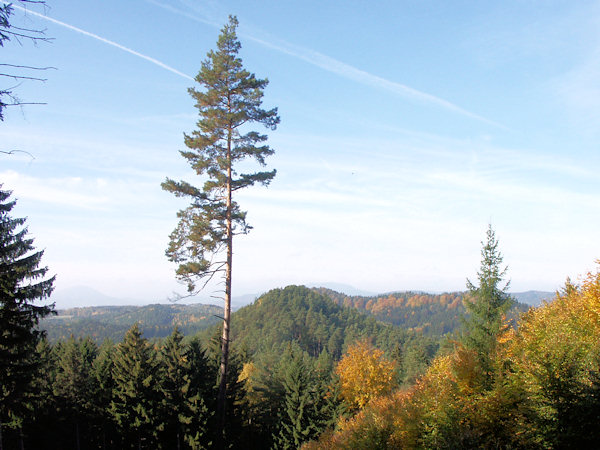 Střední část Janovického lesa s vrcholem Bukové.