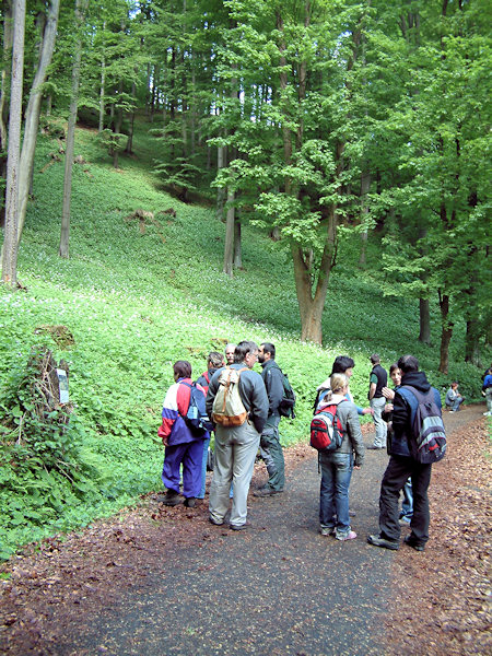 Přírodovědná vycházka zaměřená na botanické zajímavosti západní části Lužických hor.