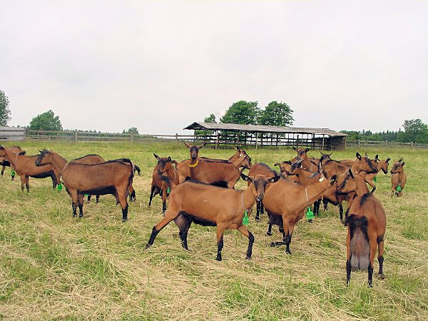 Slavnosti lužickohorských luk 21. června 2008 - návštěva kozí farmy.