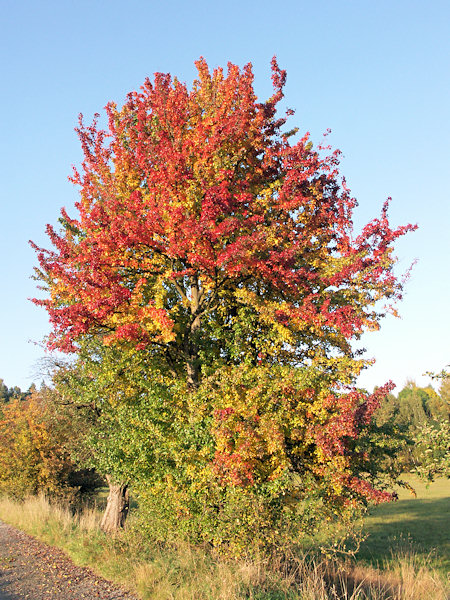 Wildbirnenbaum am Rande von Svor.