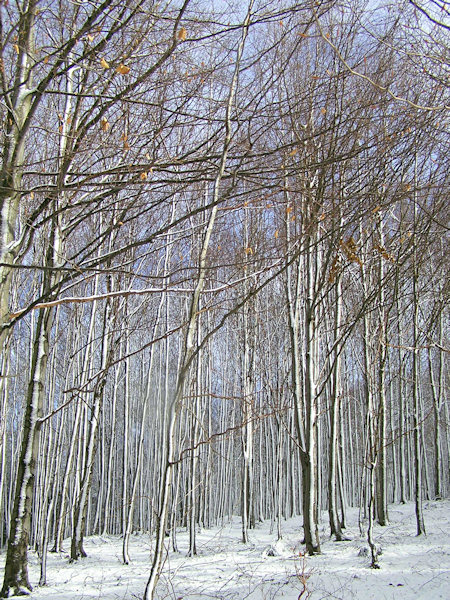 Neuschnee auf dem Kobyla-Berg.