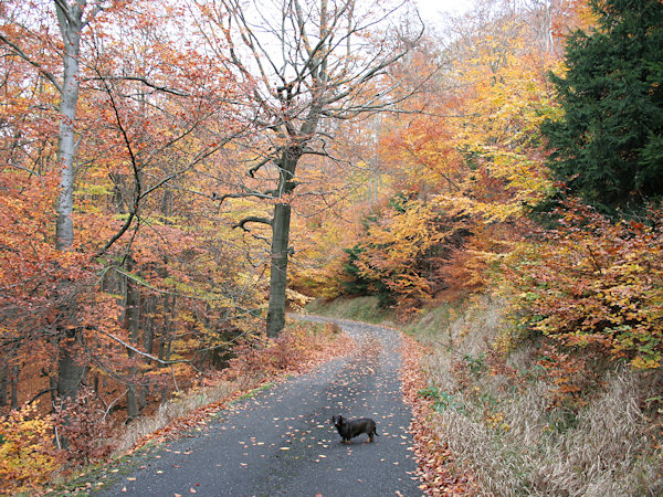 Herbststimmung an der Waldstrasse am Pěnkavčí vrch (Finkenkoppe).