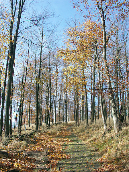 Herbstlicher Weg zum Studenec (Kaltenberg).
