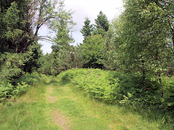 Lesní cesta na Weberbergu.