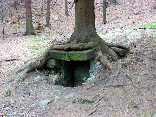 Alter Felsenbrunnen unweit des Pustý zámek (Wüstes Schloss). Auf seinem Deckel wächst heute eine stattliche Fichte.