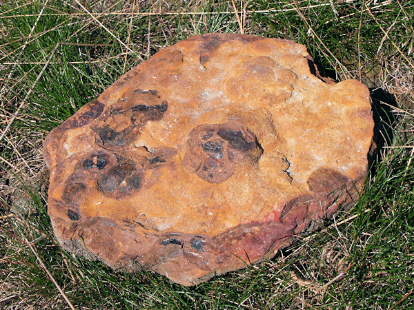 Bruchstück eines eisenschüssigen Sandsteins am Hange des Jedlová-Berges (Tannenberg).