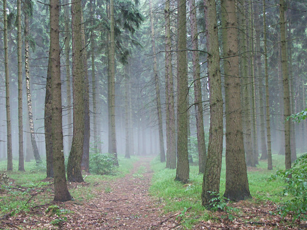 Nebliger Dunst im Wald oberhalb von Rousínov (Morgentau).