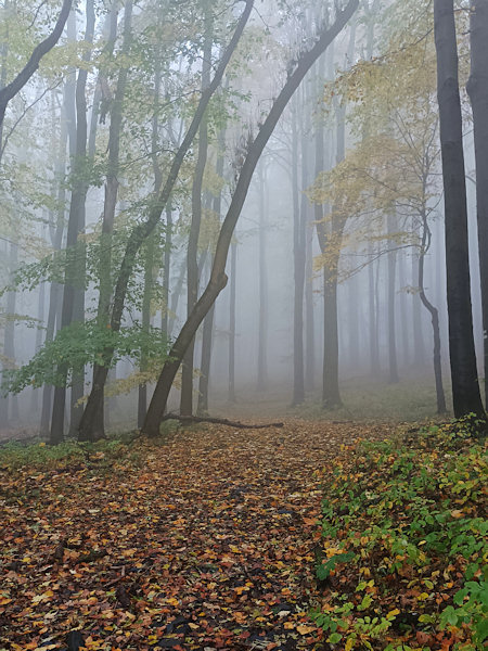 Das Gold des Herbstlaubes zusammen mit dem Nebel hinauf zum Studenec (Kaltenberg) vermischt sich zu einer wunderschönen Szenerie.