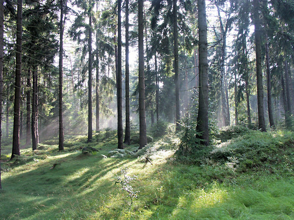 Wald auf dem Pařez (Klötzerberg) bei Rousínov (Morgentau).
