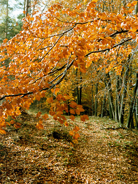 Podzim v lese.