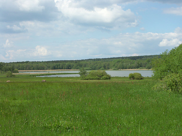 Velký rybník bei Rybniště (Bernsdorfer Teich).