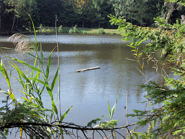 Baumstamm auf dem Wasserspiegel des Malý Jedlovský rybník (Kleiner Tannteich).