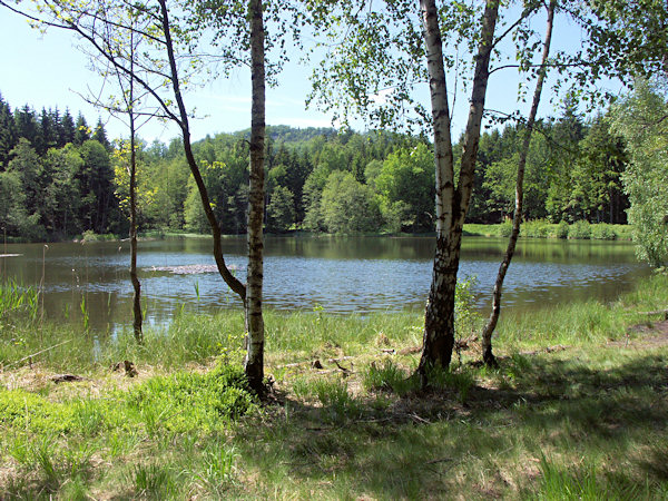 Am Ufer des Velký Jedlovský rybník (Grosser Tannteich).