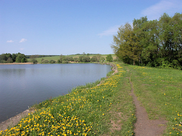 Blühender Damm des Velký rybník (Bernsdorfer Teich).