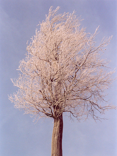 Ein Wunderbaum auf dem Konopáč.