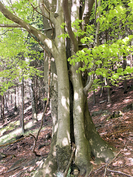 Eine Familie von Buche Bäume unter der Čertova pláň (Teufelsplan).