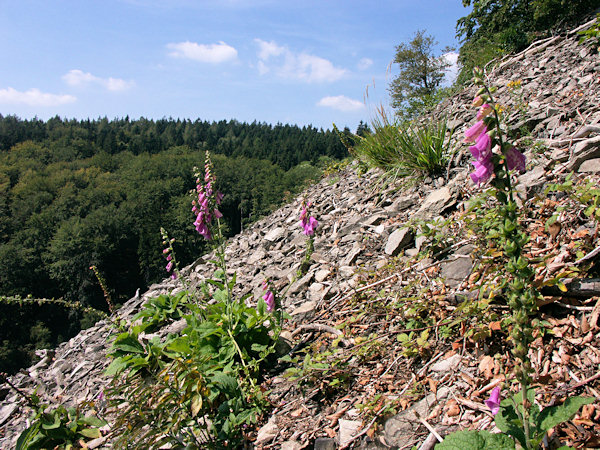 Fingerhutpflanzern im Schuttfeld unter dem Klíč (Kleis).