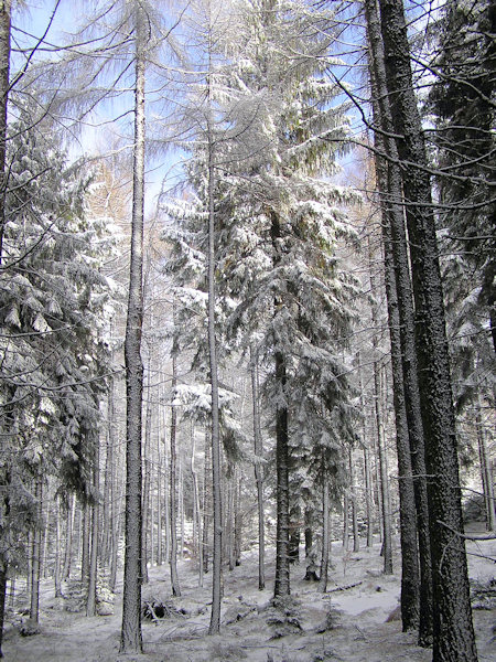 Der erste Schnee auf dem Kobyla (Hengstberg).