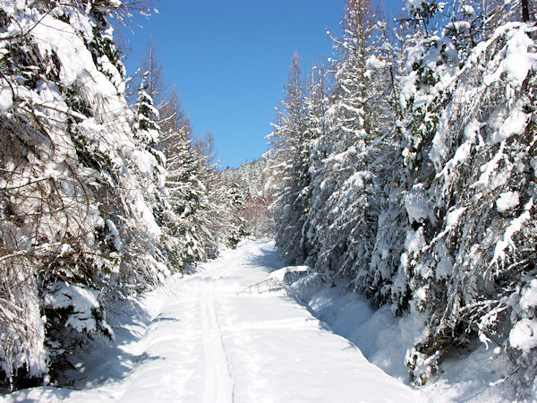 Schneebedeckte Weg unter dem Javor (Grosser Ahrenberg).