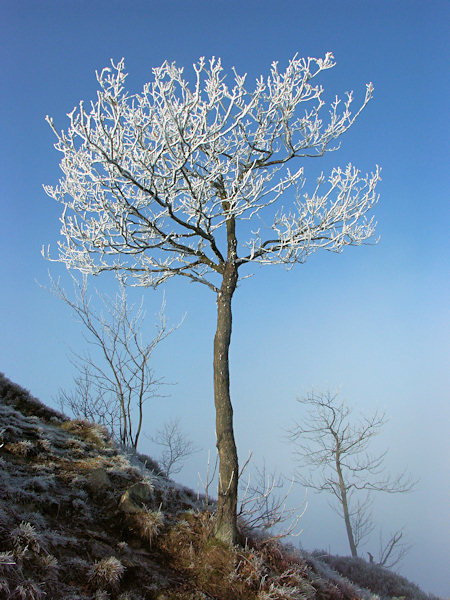 Ein waghalsiges Bäumchen auf dem Gipfel des Klíč (Kleis).