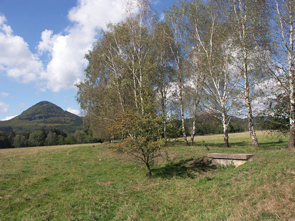 Stromořadí, lemující těleso zrušené tratě ze Svoru do Cvikova. V pozadí je hora Klíč.