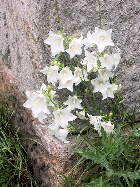 Weiße blühende Glockenblume bei jonsdorfer Steinbruchschmiede.