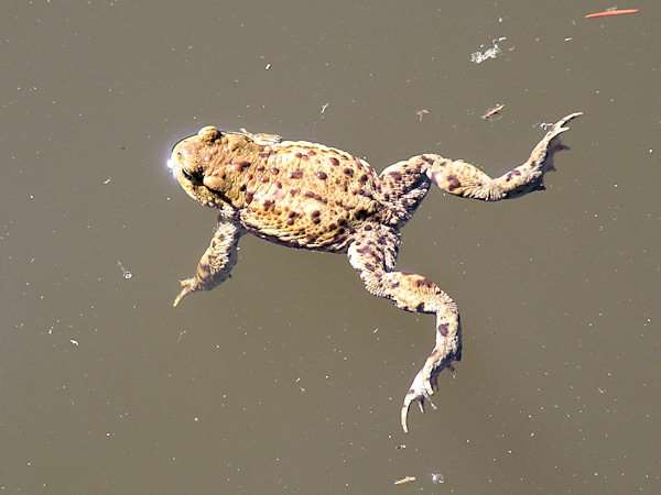 Ropucha obecná v Malém Jedlovském rybníku.