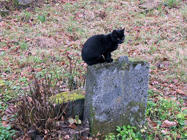 Friedhofs-Katze in Lindava (Lindenau).