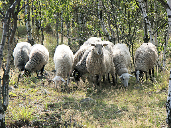 Zatoulané ovce na Malém Stožci.