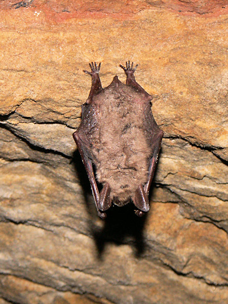 Schlafende Fledermaus in der Riedelova jeskyně (Riedelhöhle).