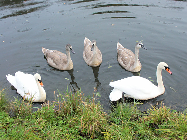 Labutí rodina na Machově rybníku ve Cvikově.