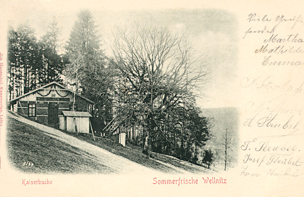 Na této pohlednici z počátku 20. století vidíme hostinec „U Císařského buku“, pojmenovaný podle mohutného stromu v jeho sousedství.