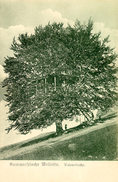 Tato pohlednice zachycuje mohutný Císařský buk na svahu Velenického kopce, do jehož rozložité koruny byly vestavěny dvě dřevěné terasy.