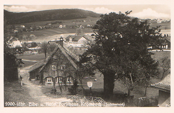 Diese Ansichtskarte zeigt den ältesten Eibenbaum im Oberdorf von Krompach (Krombach). Sowohl das links stehende Haus als das Gasthaus „Forsthaus“ im Hintergrund bestehen heute nicht mehr.