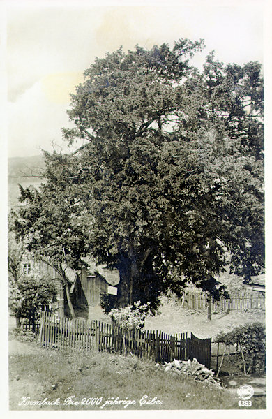Auf dieser Ansichtskarte sieht man den ältesten der denkwürdigen Eibenbäume im Oberdorf von Krompach (Krombach). Sein Alter (nach den Karte 2000 Jahre) wird heute auf etwa 500 Jahre geschätzt.