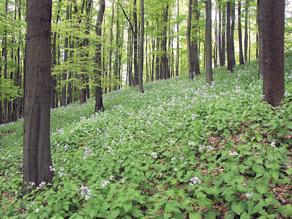 A la fin du mois de mai les pentes de Jezevčí vrch se couvrent de fleurs de lunaire.