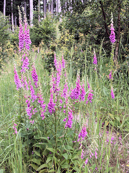 The foxglove (Digitalis purpurea), which formerly did not occur here, flowers frequently in thin forests and clearings.