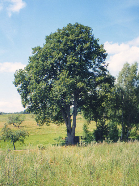 Die geschützte Sommerlinde im unteren Teil der Gemeinde um das Jahr 2000, als sie sich noch bester Gesundheit erfreute.