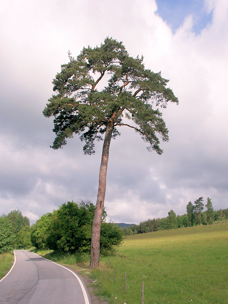 Památná borovice lesní u silnice do Jablonného.