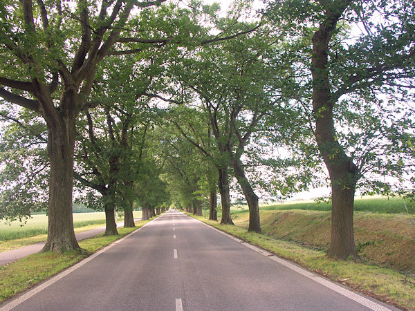 Silnice do Žitavy je vroubená dlouhou alejí červených dubů.