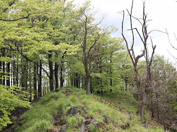 Vrcholový hřbet kopce je porostlý bukovým lesem.