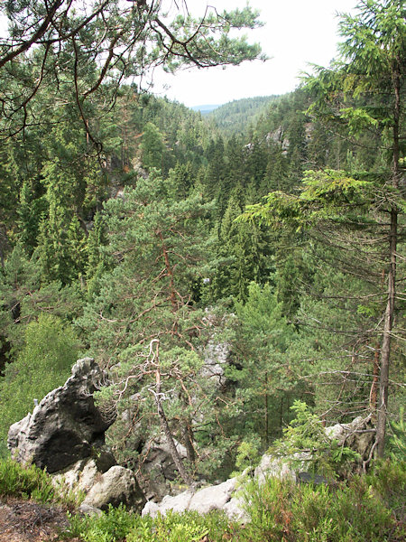 Lesem zarostlá vyhlídka nad údolím Křinice.