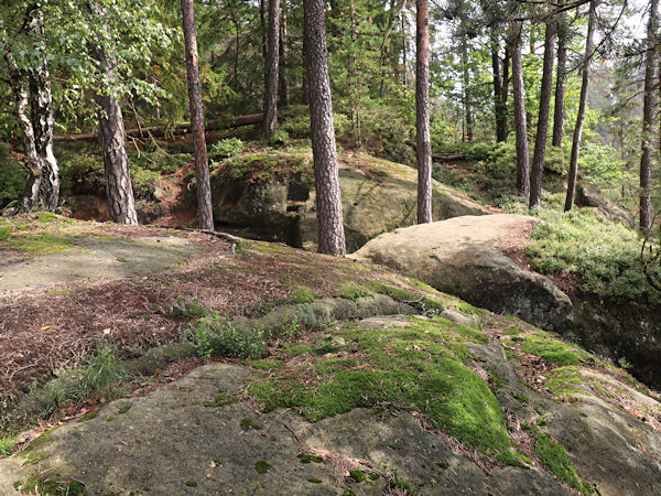 Skalní ostroh se zbytky hrádku je dnes porostlý borovým lesem.