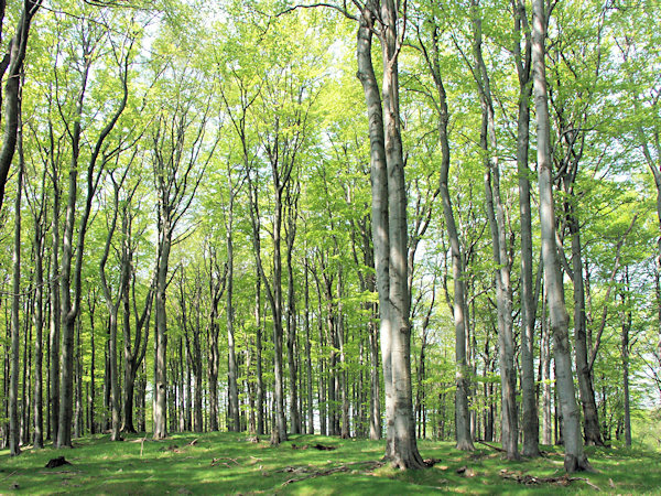 Bukové lesy na temeni Rohálu.
