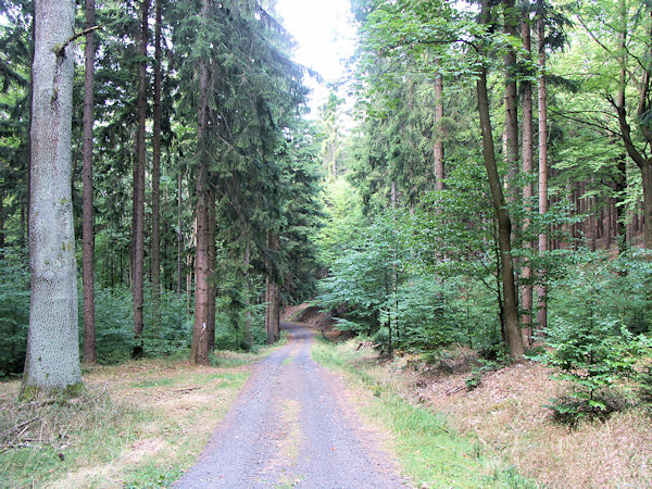 Der Weg Uhlířská cesta (Kohlweg) im mittleren Teil des Tales Milířka.