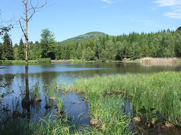 Pohled na Velký Jedlovský rybník od jihu, v pozadí je hora Jedlová.