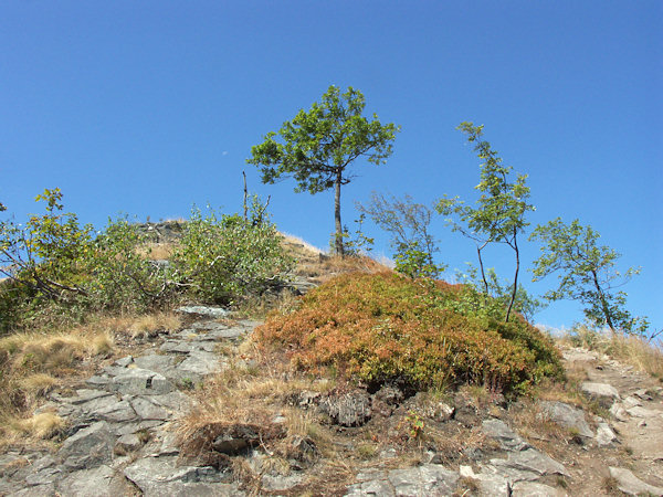 Sporá vegetace na východní straně vrcholu.