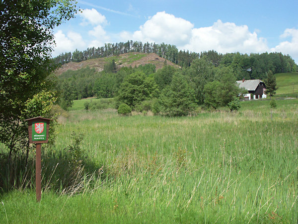 Feuchtwiese im östlichen Teil des Naturschutzgebietes.